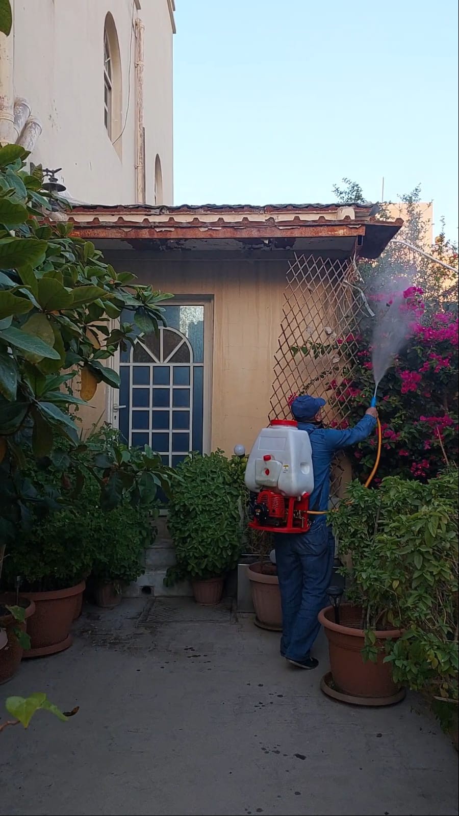 جولد كلين لمكافحة الحشرات - الأعمال السابقة 15