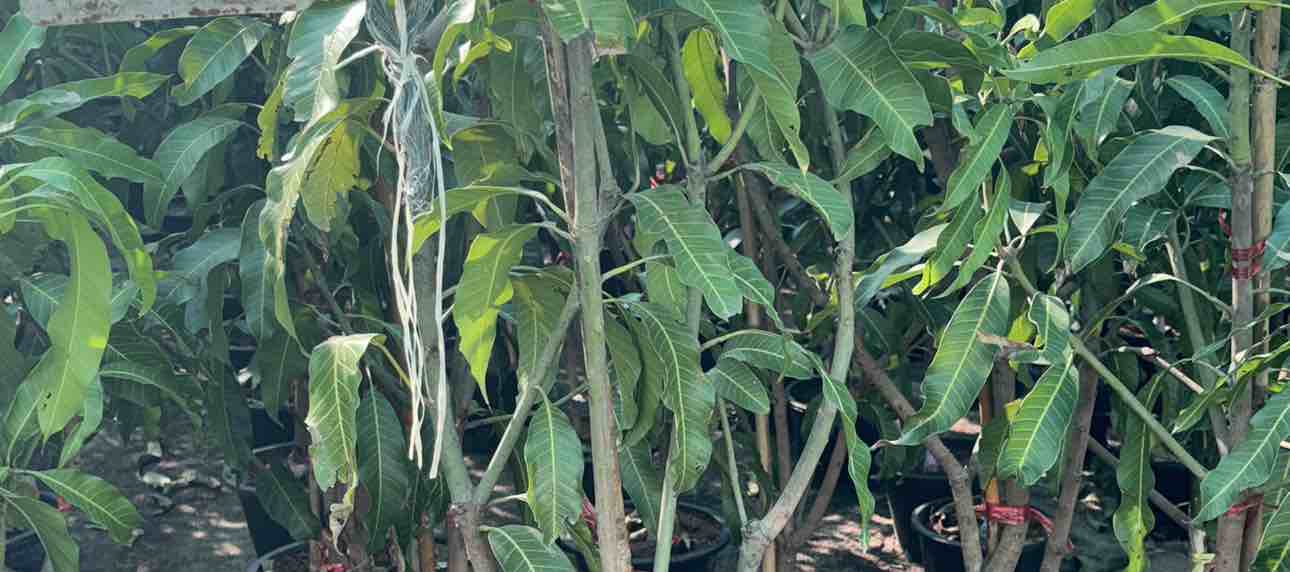 احمد - الأعمال السابقة 5