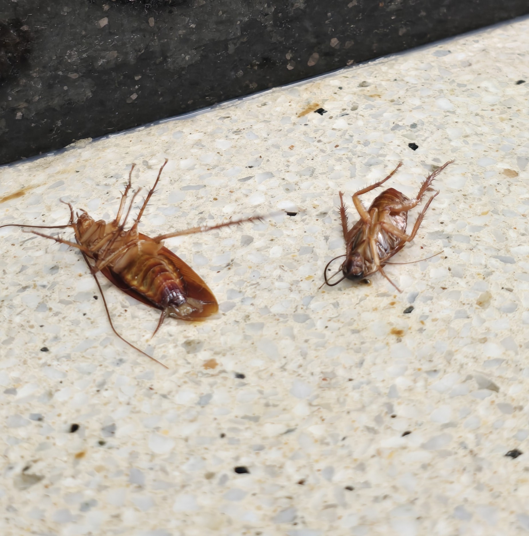 ادفيون لمكافحة الحشرات - الأعمال السابقة 5