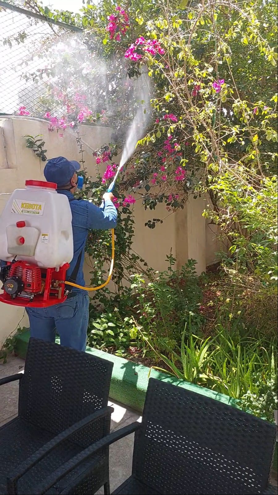 جولد كلين لمكافحة الحشرات - الأعمال السابقة 9