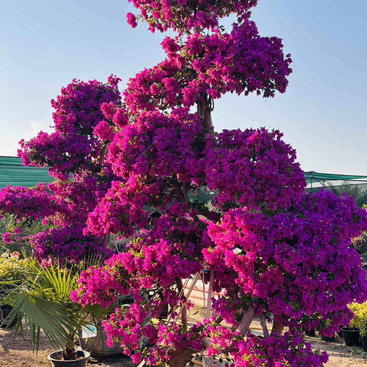 احمد - الأعمال السابقة 7